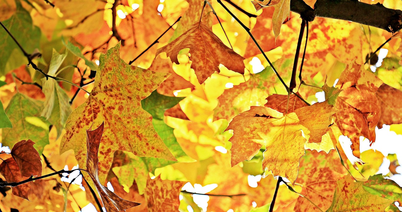 Herfstvakantie